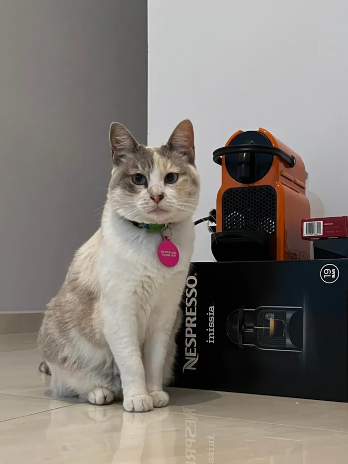 Gato ra a SRD-ViraLata idade 2 anos nome Céu