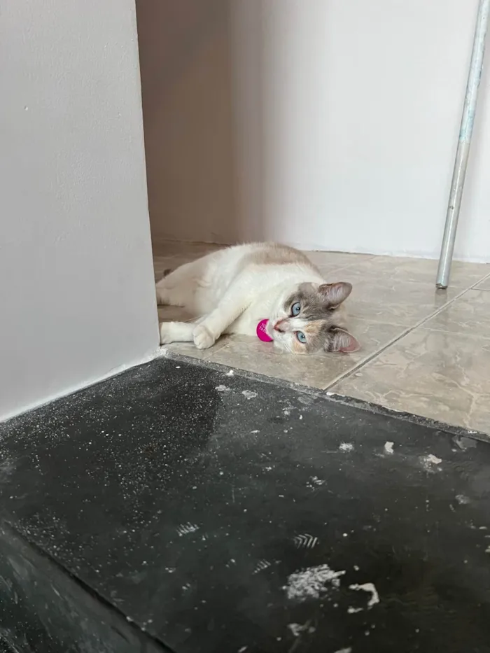 Gato ra a SRD-ViraLata idade 2 anos nome Céu
