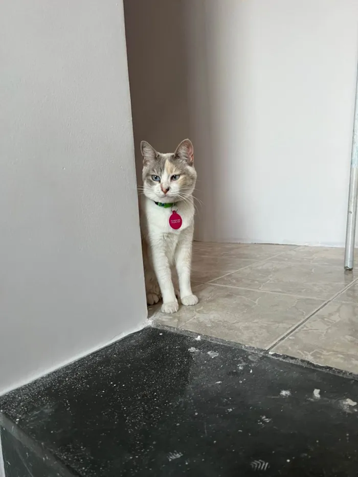 Gato ra a SRD-ViraLata idade 2 anos nome Céu