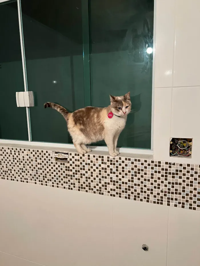 Gato ra a SRD-ViraLata idade 2 anos nome Céu
