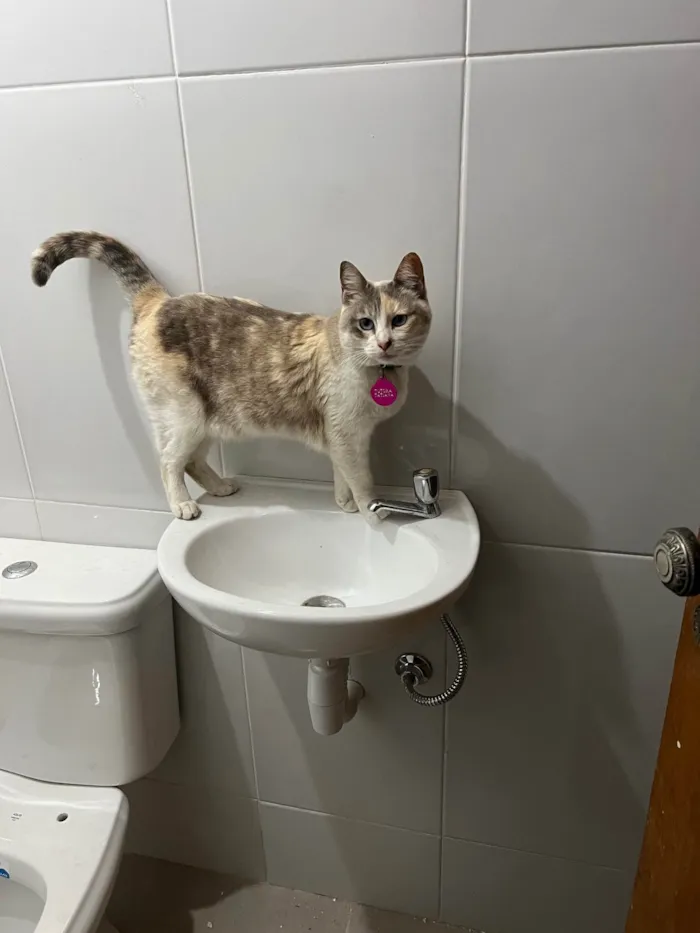 Gato ra a SRD-ViraLata idade 2 anos nome Céu