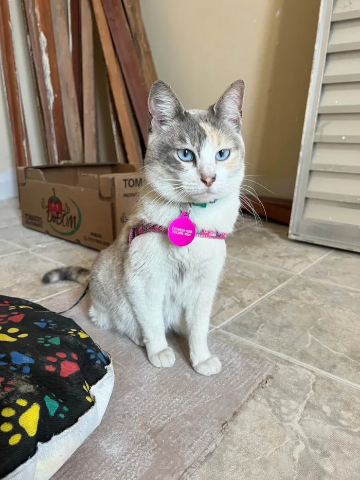 Gato ra a SRD-ViraLata idade 2 anos nome Céu