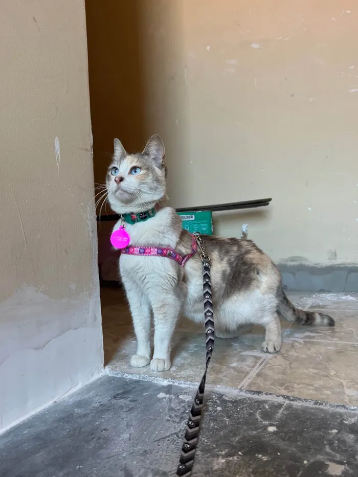 Gato ra a SRD-ViraLata idade 2 anos nome Céu