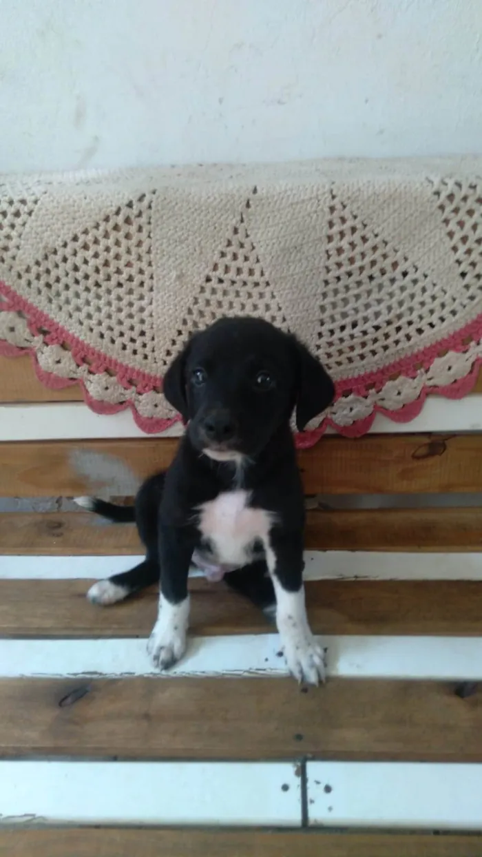 Cachorro ra a SRD-ViraLata idade 2 a 6 meses nome LÉO