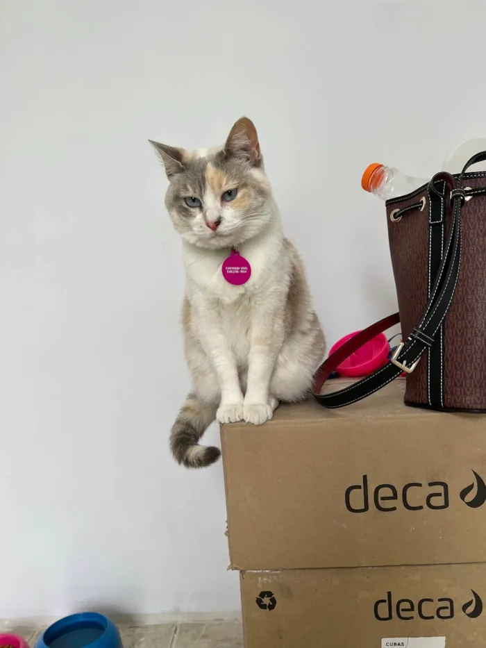 Gato ra a SRD-ViraLata idade 2 anos nome Céu