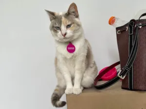 Gato raça SRD-ViraLata idade 2 anos nome Céu