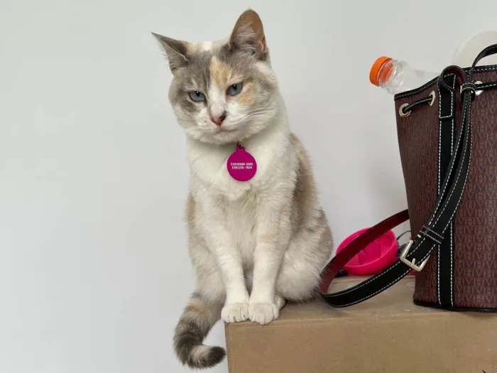 Gato ra a SRD-ViraLata idade 2 anos nome Céu
