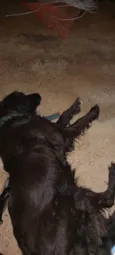 Lulu
