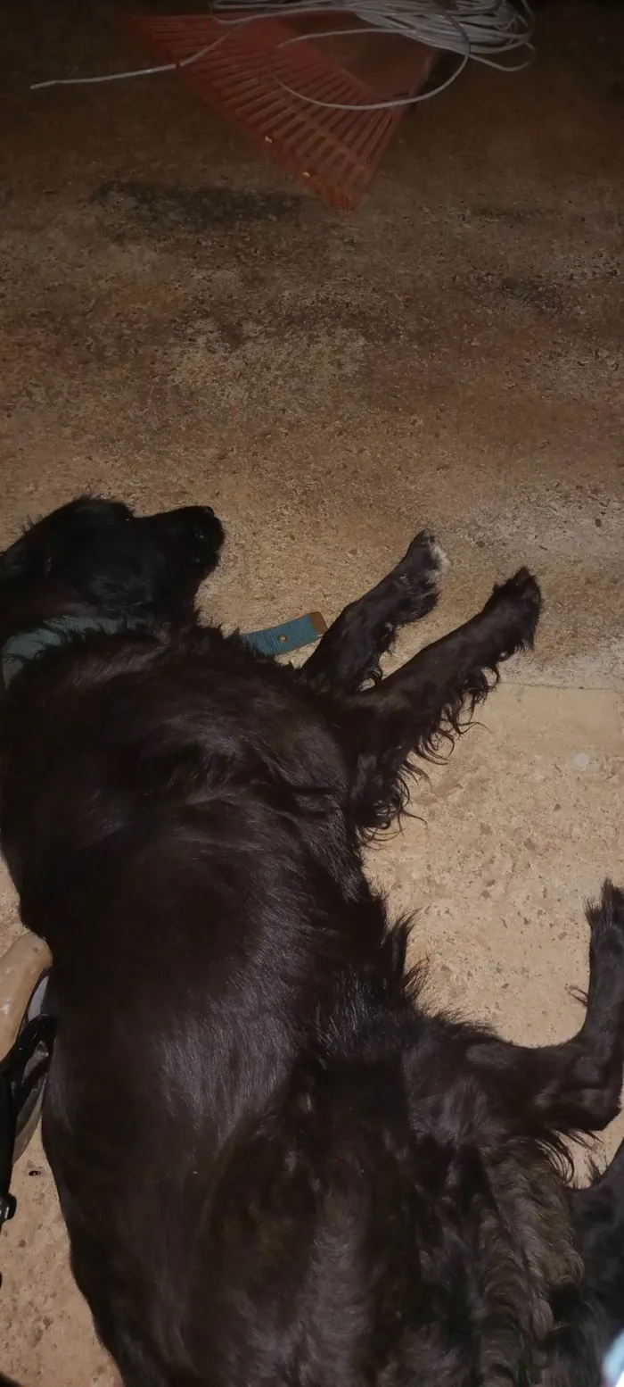 Cachorro raça Labrador idade 2 anos nome Lulu