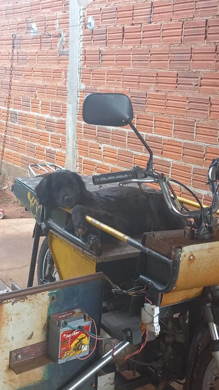 Cachorro raça Labrador idade 2 anos nome Lulu
