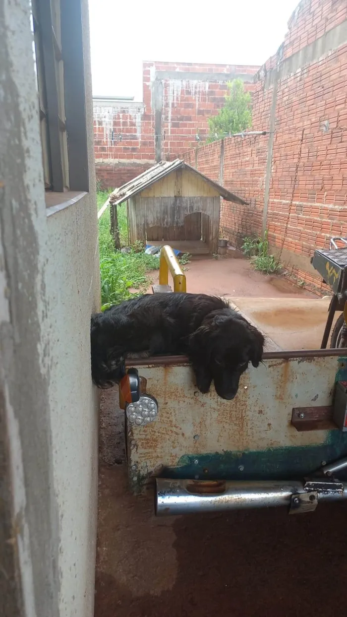 Cachorro raça Labrador idade 2 anos nome Lulu