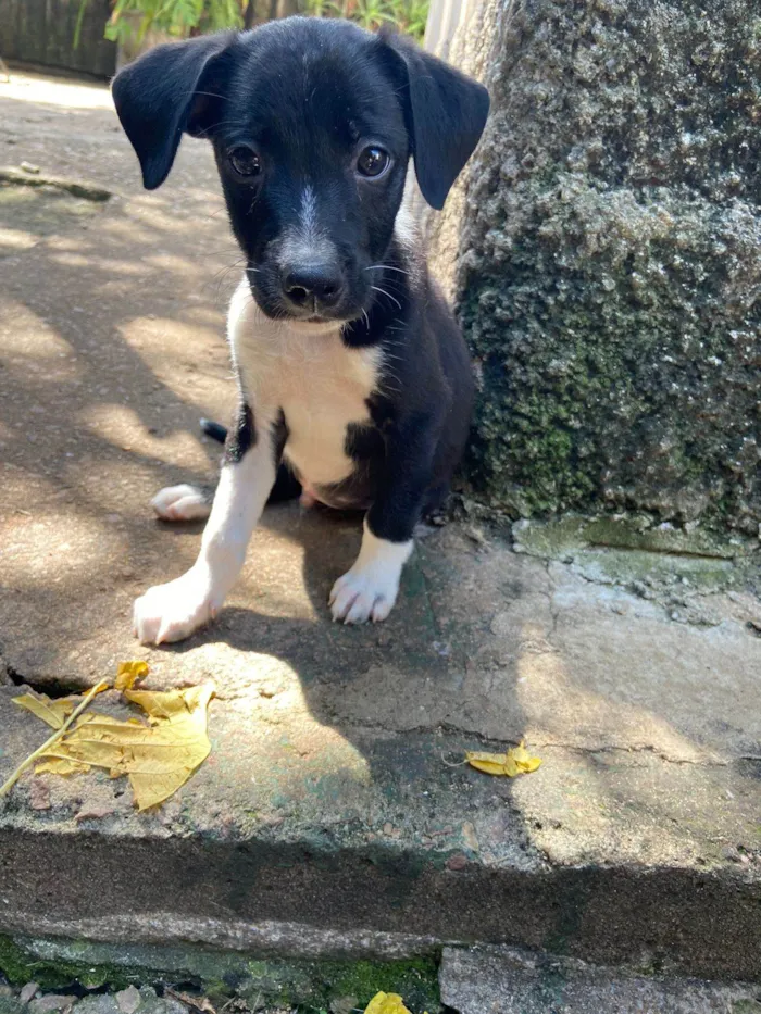 Cachorro ra a SRD-ViraLata idade 2 a 6 meses nome ROBBY