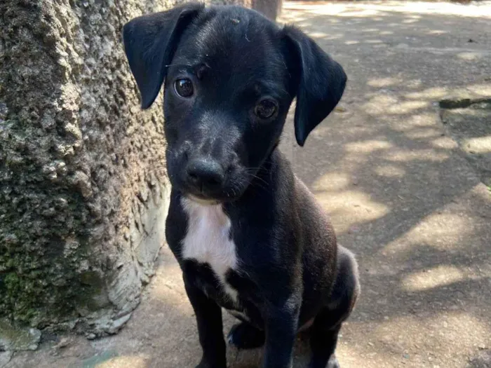 Cachorro ra a SRD-ViraLata idade 2 a 6 meses nome VALENTINA ( TINA )