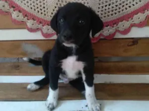 Cachorro raça SRD-ViraLata idade 2 a 6 meses nome LÉO