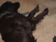 Lulu