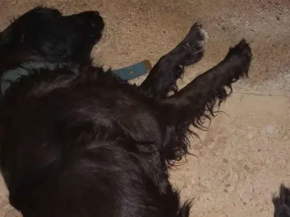 Cachorro raça Labrador idade 2 anos nome Lulu