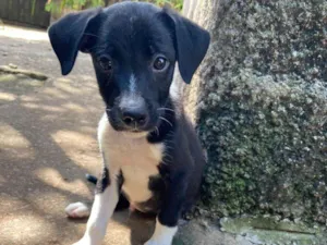 Cachorro raça SRD-ViraLata idade 2 a 6 meses nome ROBBY