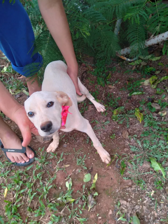 Cachorro ra a SRD-ViraLata idade 2 a 6 meses nome Não tem