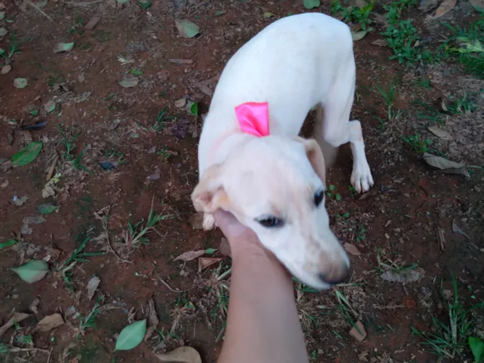 Cachorro ra a SRD-ViraLata idade 2 a 6 meses nome Não tem