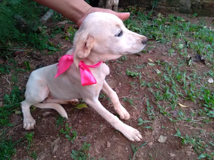 Cachorro ra a SRD-ViraLata idade 2 a 6 meses nome Não tem