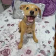 Melzinha