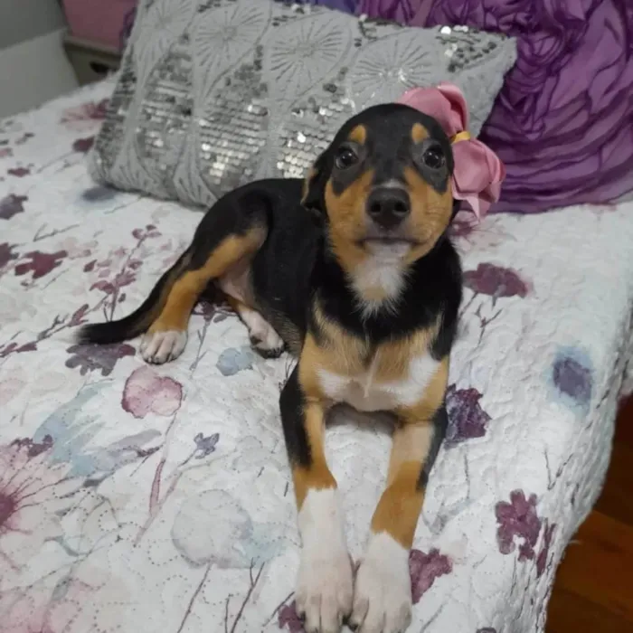 Cachorro ra a SRD-ViraLata idade 2 a 6 meses nome Belinha