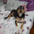 Belinha