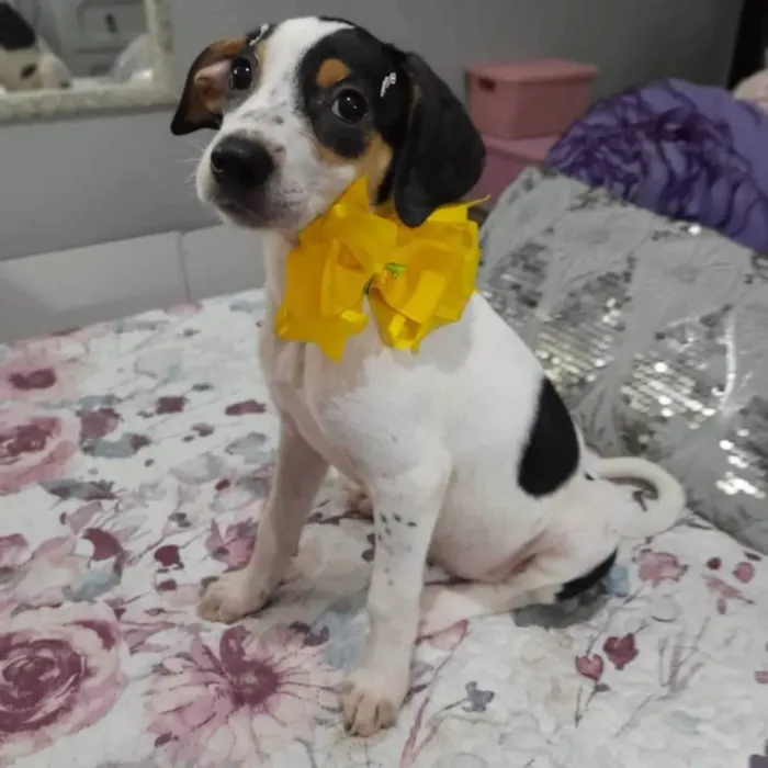 Cachorro ra a SRD-ViraLata idade 2 a 6 meses nome Fadinha 