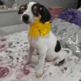 Fadinha