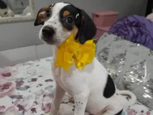 Cachorro raça SRD-ViraLata idade 2 a 6 meses nome Fadinha 
