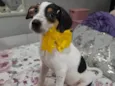 Fadinha