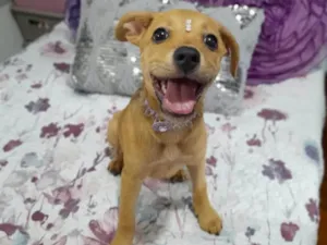Cachorro raça SRD-ViraLata idade 2 a 6 meses nome Melzinha 
