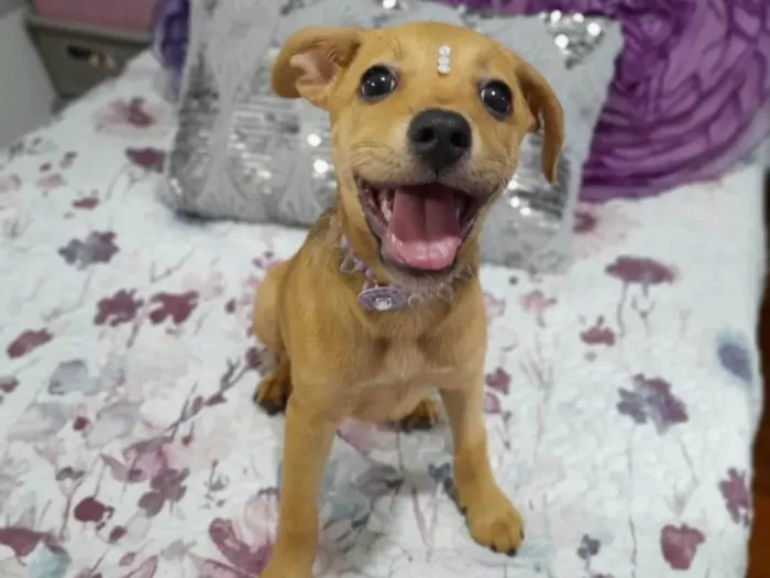 Cachorro ra a SRD-ViraLata idade 2 a 6 meses nome Melzinha 