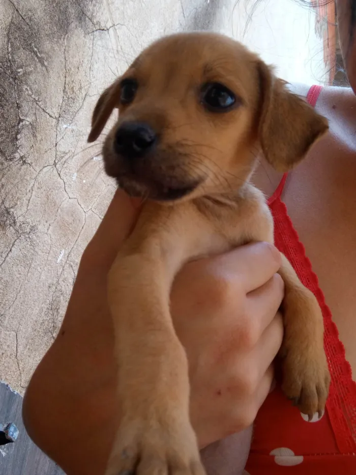 Cachorro ra a Não sei  idade 1 ano nome Mel 