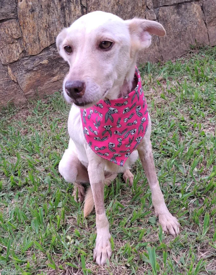 Cachorro raça SRD-ViraLata idade 2 anos nome Mel
