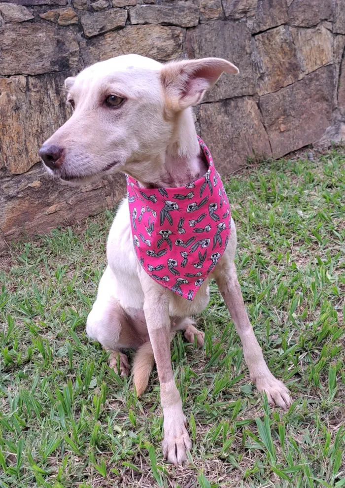 Cachorro raça SRD-ViraLata idade 2 anos nome Mel