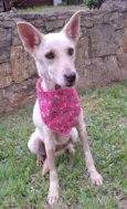 Cachorro raça SRD-ViraLata idade 2 anos nome Mel