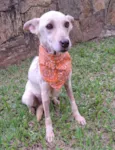 Cachorro raça SRD-ViraLata idade 2 anos nome Mel