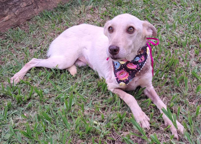 Cachorro raça SRD-ViraLata idade 2 anos nome Mel