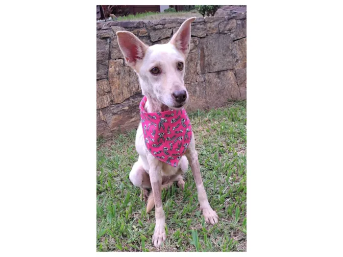 Cachorro raça SRD-ViraLata idade 2 anos nome Mel