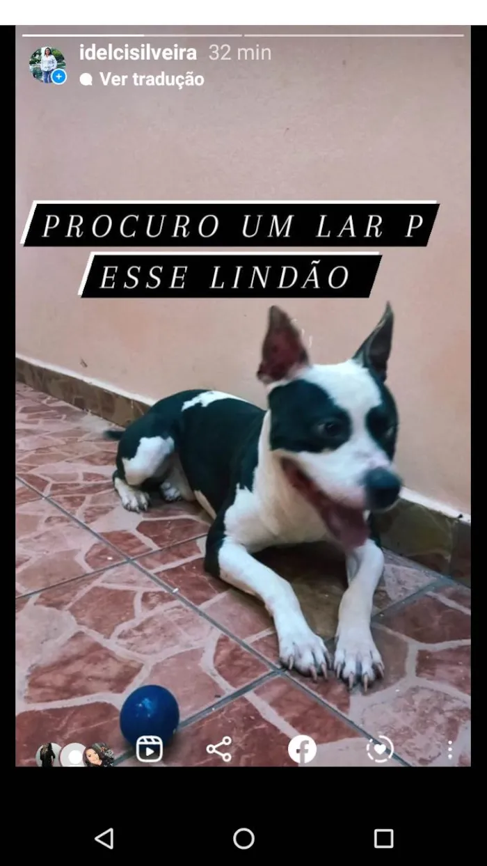 Cachorro raça Pit-Bull idade 2 a 6 meses nome Bolt