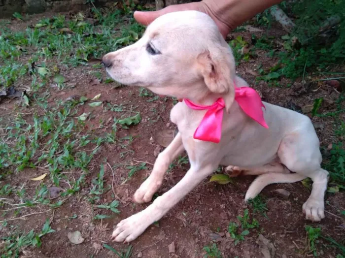 Cachorro ra a SRD-ViraLata idade 2 a 6 meses nome Não tem