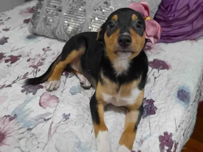Cachorro ra a SRD-ViraLata idade 2 a 6 meses nome Belinha