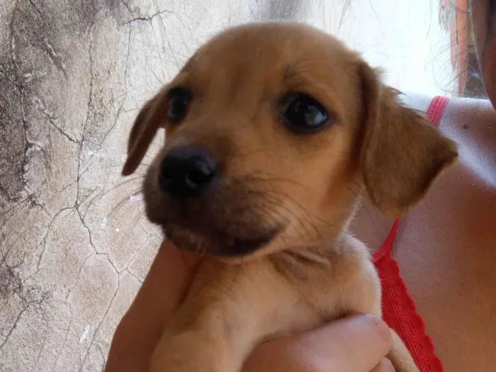 Cachorro ra a Não sei  idade 1 ano nome Mel 