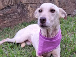 Cachorro raça SRD-ViraLata idade 2 anos nome Mel