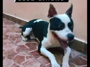 Cachorro raça Pit-Bull idade 2 a 6 meses nome Bolt