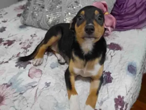 Cachorro raça SRD-ViraLata idade 2 a 6 meses nome Belinha