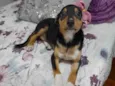 Belinha