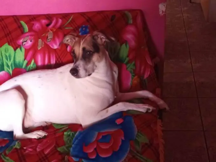 Cachorro ra a  idade 3 anos nome Lilica