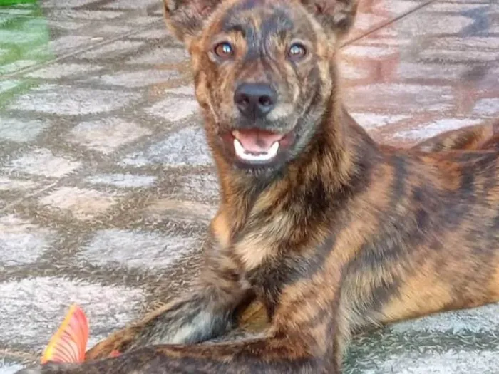 Cachorro ra a Viralata idade 7 a 11 meses nome Tigrão 